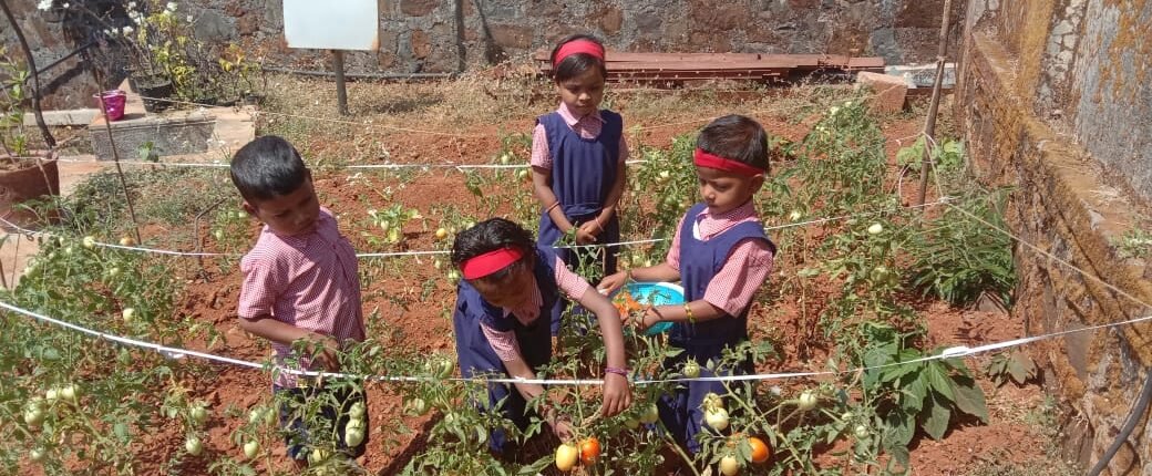 Gardening - Children plucking tomatoes in Igatpuri